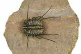 Flying Ceratonurus Trilobite - Top Quality Prep #381564-1